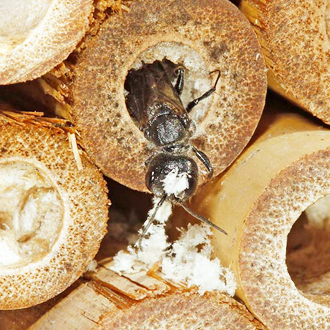 A rare instance of Pemphredon lugubris nesting in bamboo