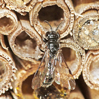 Psenulus pallipes female entering her nest