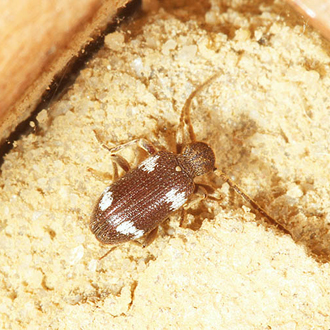 The spider beetle Ptinus sexpunctatus, shown on a purpose-built bee box, has a close association with aculeates led by Osmia bicornis