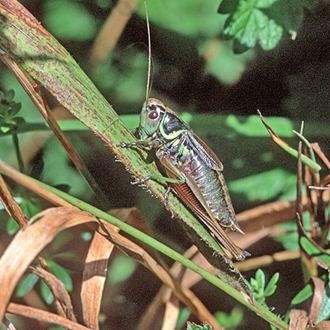 Female Roesel's Bush-cricket (Metrioptera roeselii)