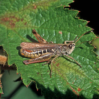 Rufous Grasshopper (Gomphocerippus rufus), a nationally scarce species