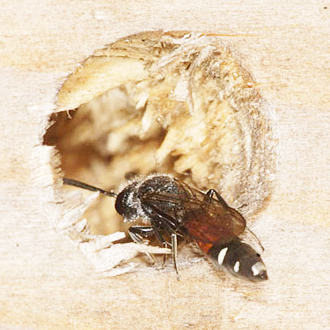 Sapyga quinquepunctata check nest sites rapidly
