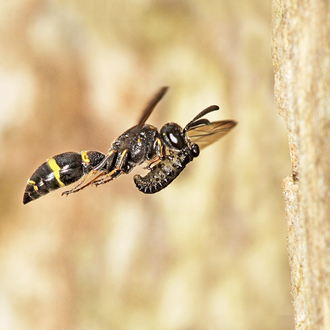 Symmorphus bifasciatus female in flight with a Phratora vulgatissima beetle larva in 2016