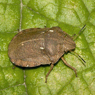An adult Tortoise Bug (Eurygaster testudinaria)