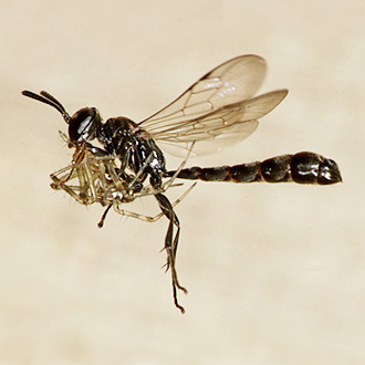 Trypoxylon clavicerum heading into her nest with a fairly large spider