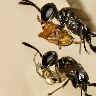 The Trypoxylon clavicerum caught prey of markedly differing sizes