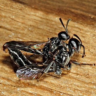 Trypoxylon clavicerum mating on the top of one of the boxes in April 2011