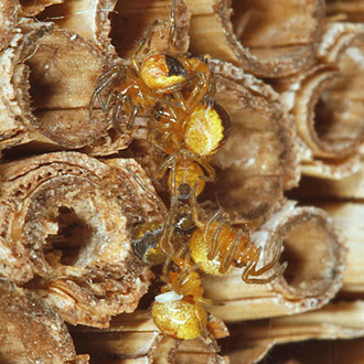 Close proximity can lead to aggression, as this nest emptied by another Trypoxylon clavicerum confirms