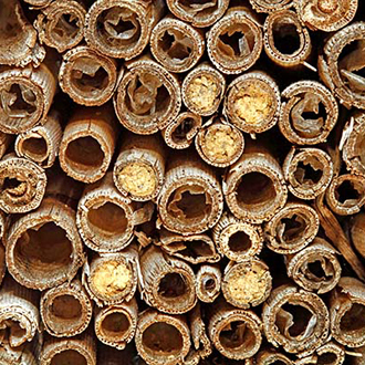 With so many Trypoxylon clavicerum nesting in 2011 there was some close proximity