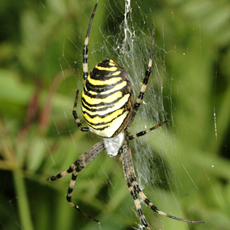 Female Wasp Spider (Argiope bruennichi), a species that is increasing its range in Britain